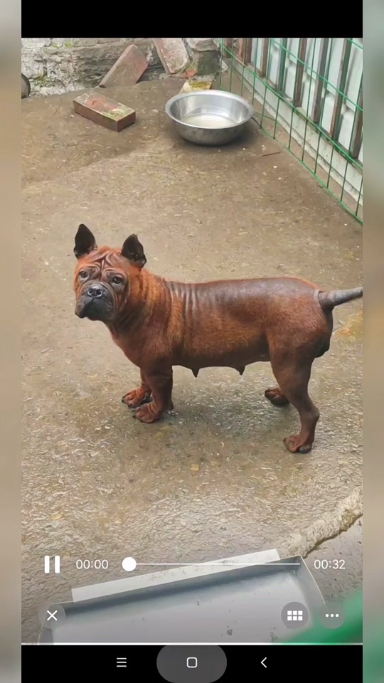 川东猎犬的缺点