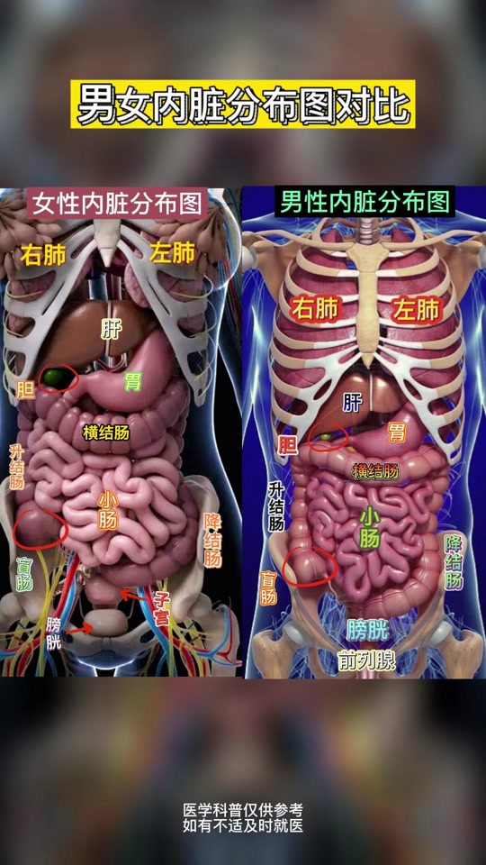 人体器官位置图详细介绍