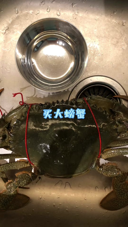 格雷陆方蟹_格雷陆方蟹寿命_格雷陆方蟹在哪里买 - 抖音