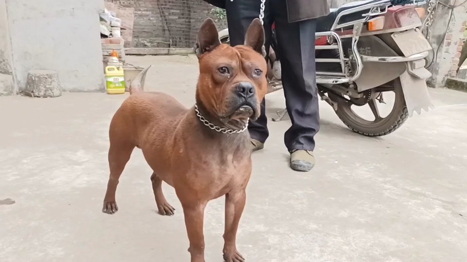 川东猎犬的缺点