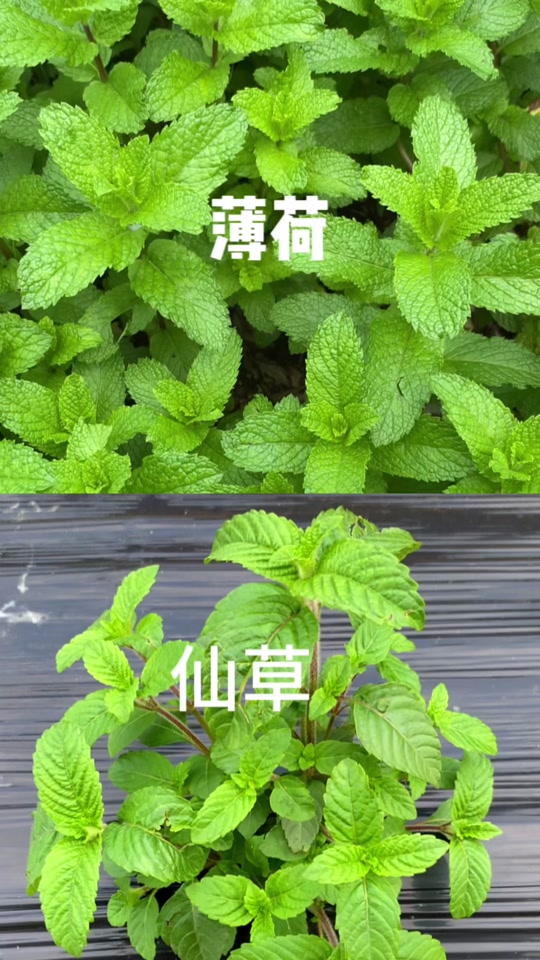 仙草木抖音=最近比较火的抖音护肤品