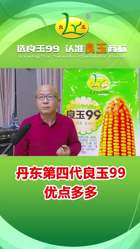 登海良玉99和丹东良玉99有啥区别_山东登海良玉99玉米种高产抗倒伏