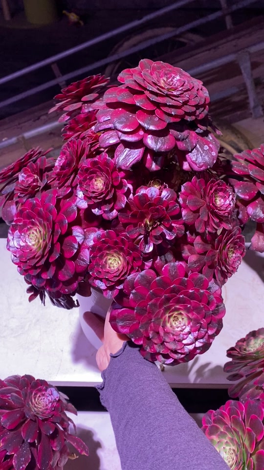 美姬法师状态图