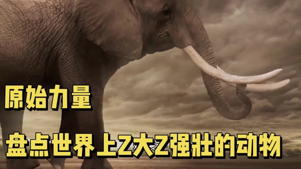 力气最大的10种动物