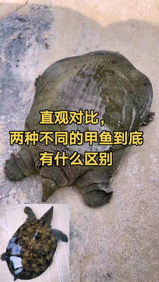 甲鱼和鳖的区别_甲鱼和沙鳖的区别_甲鱼和鳖的区别图片 - 抖音