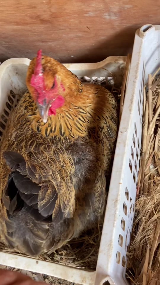 麻鸡群公母叫声_麻鸡母鸡群叫声音_麻鸡单公独叫声 - 抖音