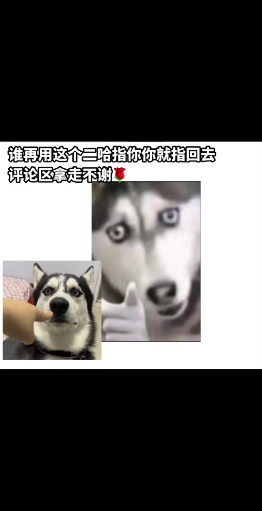 手指指人表情包_二哈手指指人表情包_狗头手指指人表情包 - 抖音
