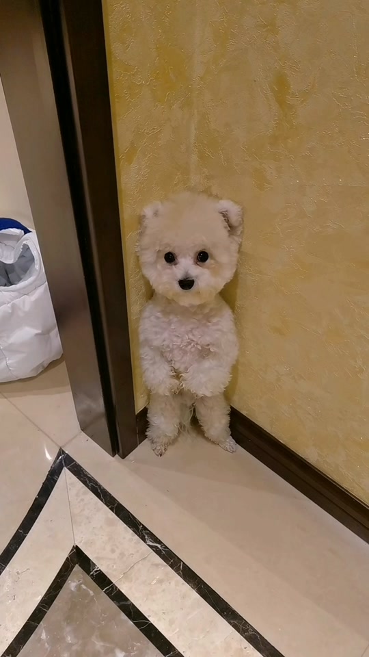 狗狗一脸无辜的表情