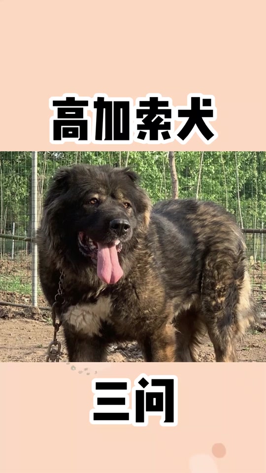 高加索犬vs藏獒 - 抖音