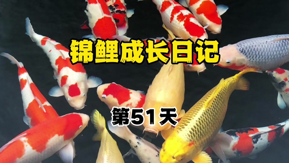 锦鲤生长速度_锦鲤生长速度1年多大_锦鲤生长速度对照表 - 抖音