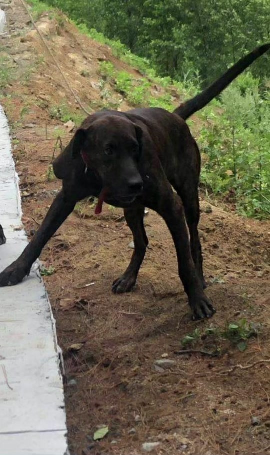 宗师是什么狗 - 抖音