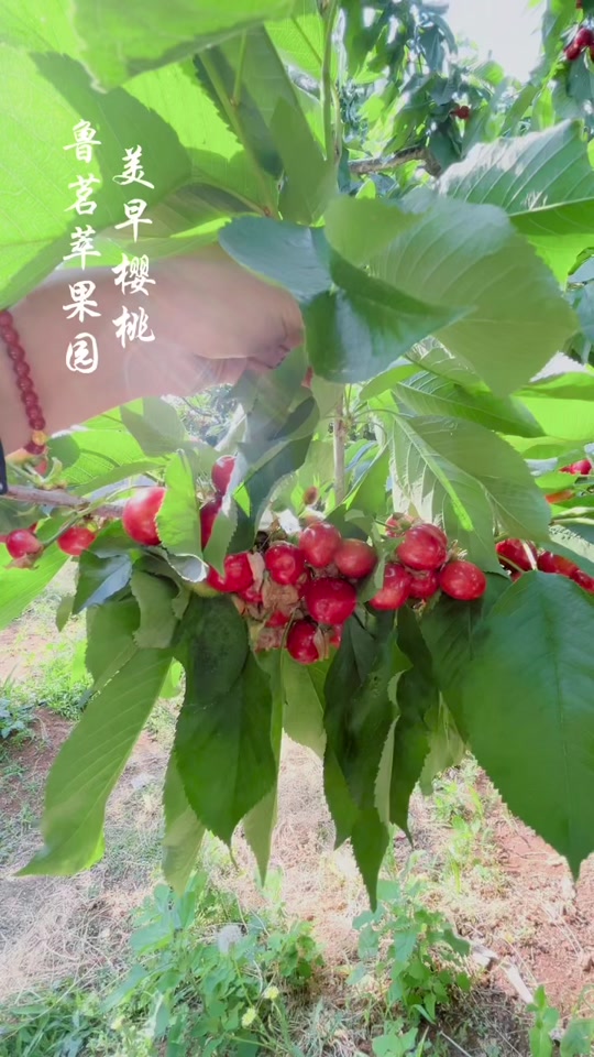 山东美早大樱桃 产地直发 - 抖音