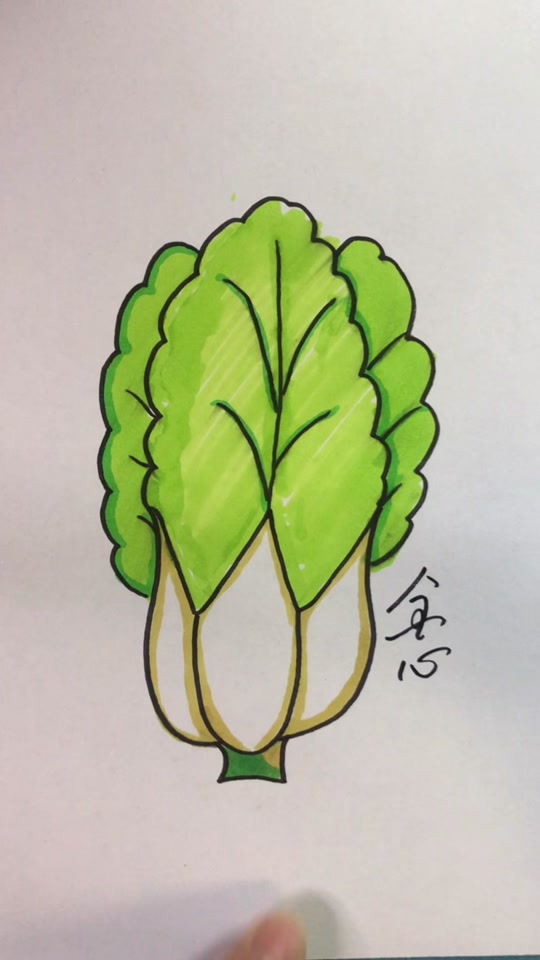 卷心菜简笔画