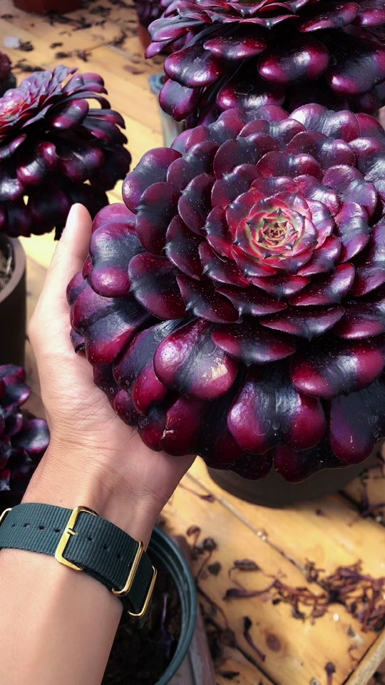 美姬法师状态图