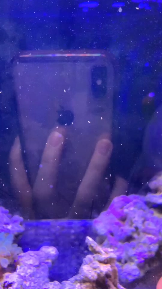 海水缸缸壁有白色小虫子 - 抖音