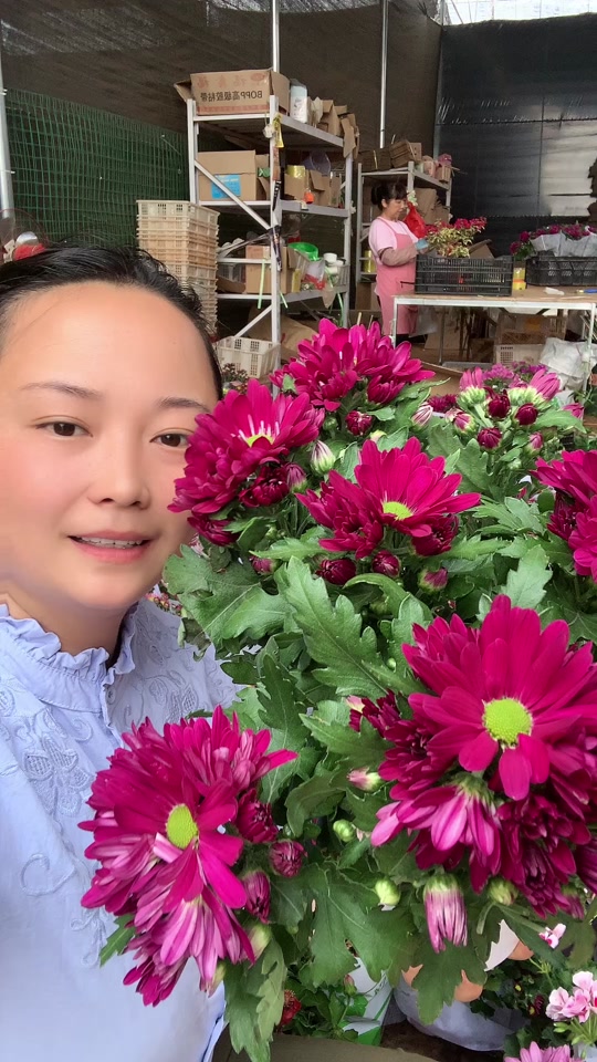 菊美人孩子_到底哪种才是美人菊