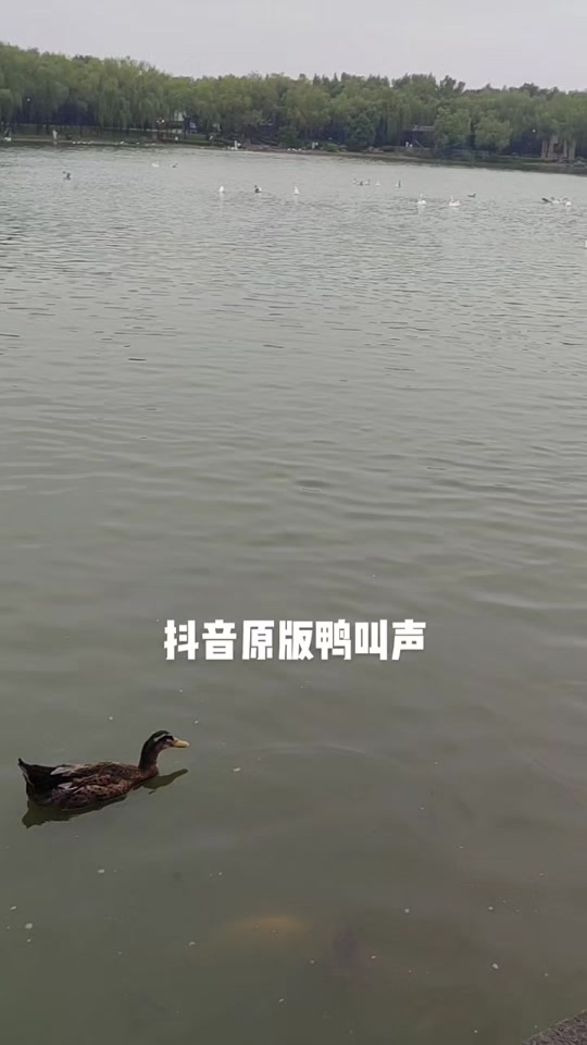 鸭子拍抖音=抖音最火鸭子