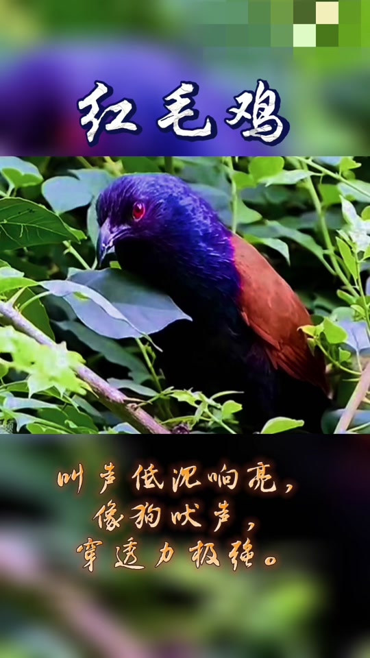 红毛鸡求偶叫声mp3_一年捉红毛鸡绝杀叫声_捉红毛鸡放音技巧 - 抖音