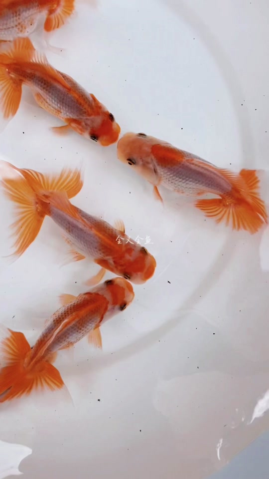 金义～金鱼:日狮当岁红白出的不错,喜欢这种鹿子基础#养鱼日记 #养鱼