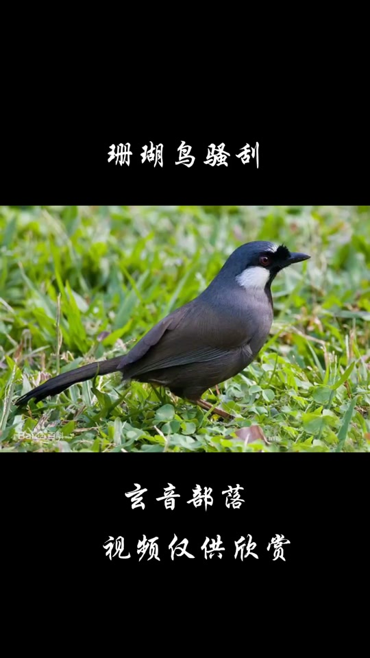 母珊瑚鸟引公珊瑚鸟叫声_母珊瑚鸟媒鸟叫声_母珊瑚鸟引公鸟叫声大全