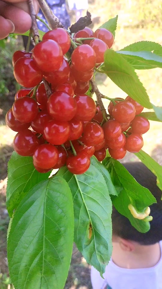 5月11十堰还有樱桃吗? - 抖音