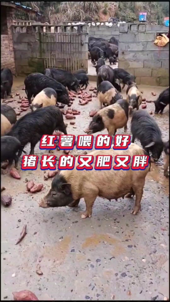 四川红薯喂猪