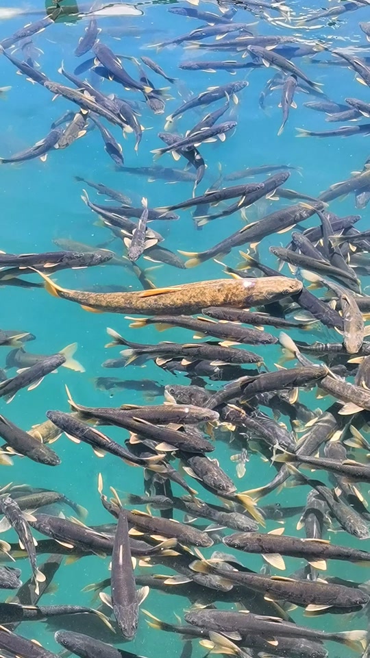青海湖湟鱼王啥条件成为鱼王