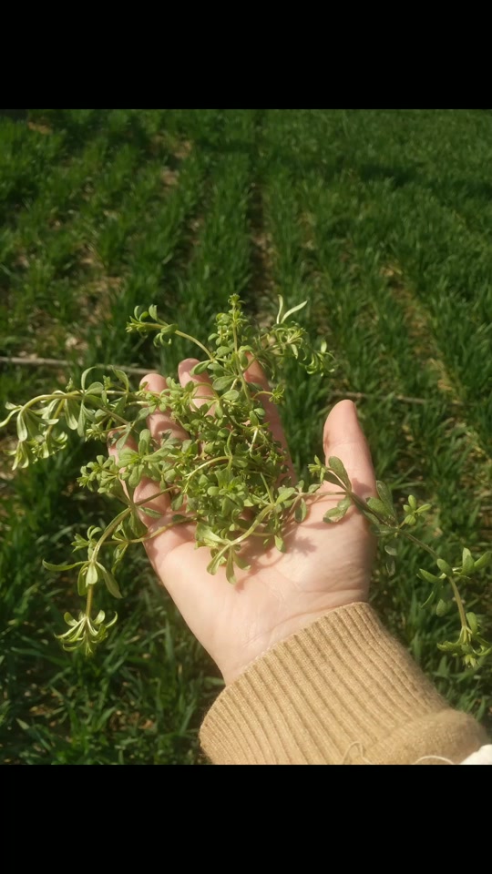 蓝银草真的存在吗_现实中真的有蓝银草吗_真正的蓝银草长什么样子
