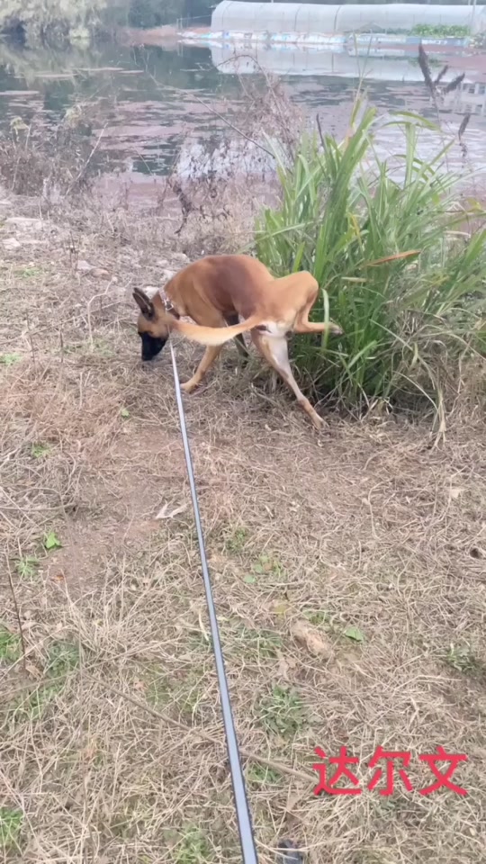 托尼马犬父亲是谁 - 抖音