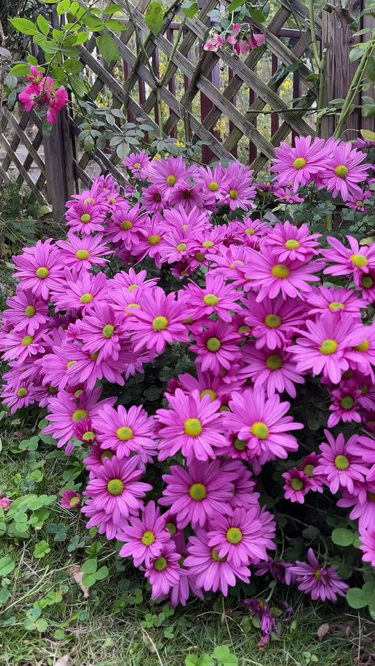 菊美人孩子_到底哪种才是美人菊