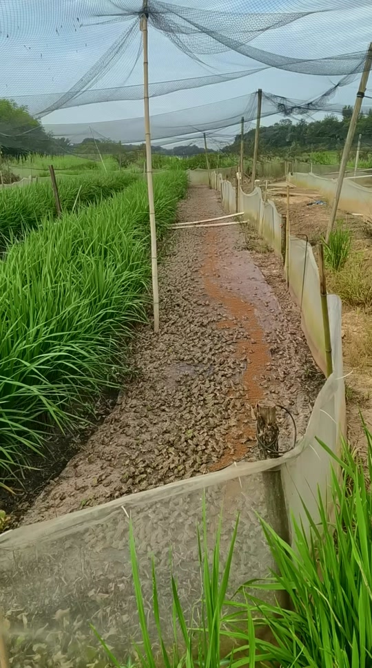 探寻湖南黑斑蛙养殖的秘密配方