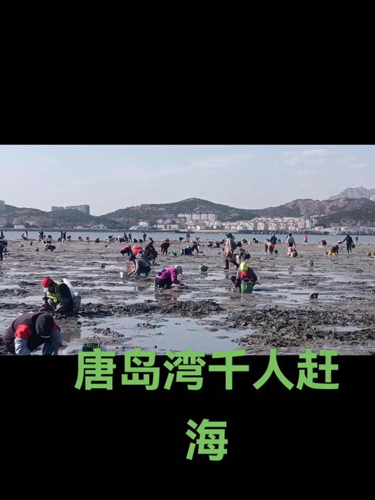 2024唐岛湾11月18号赶海时间 - 抖音