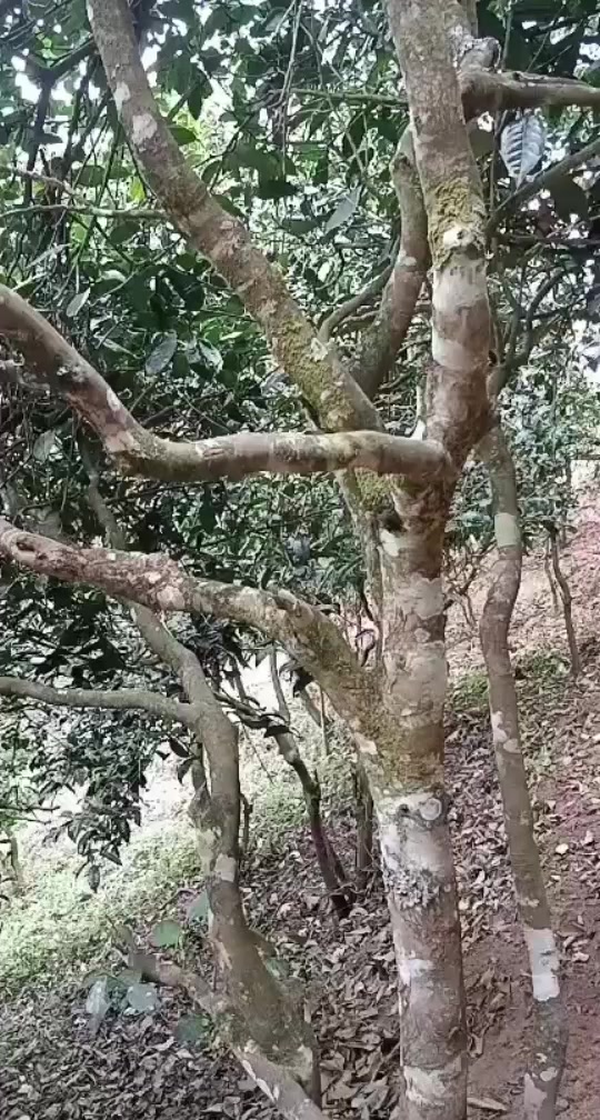 孟马泼水节是几月几日2024 - 抖音