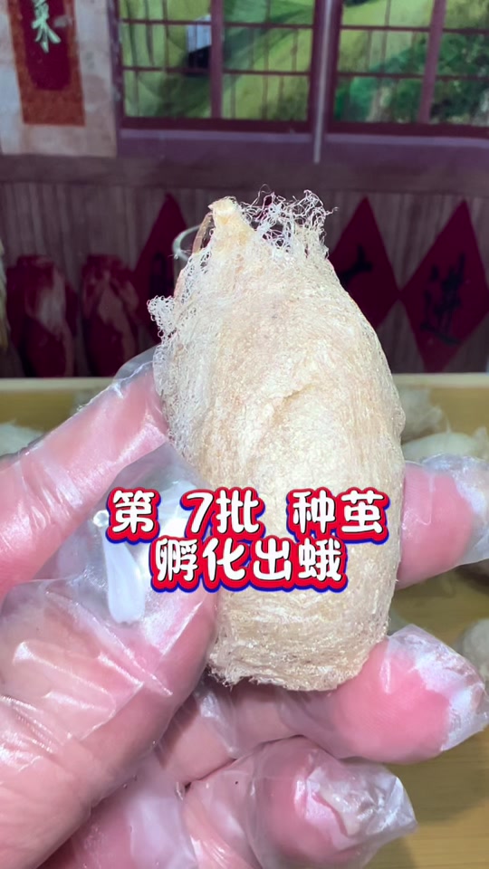 蚕蜕夏小正阅文_蚕蜕夏小正海棠