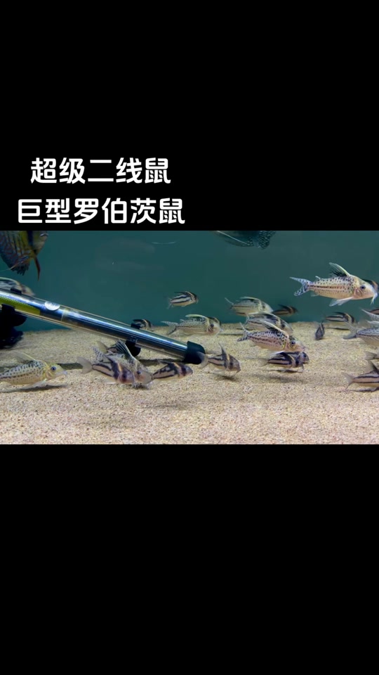 鱼大仙95:#养鱼日志 #鼠鱼 #南美鱼 超级二线鼠and巨型罗伯茨鼠