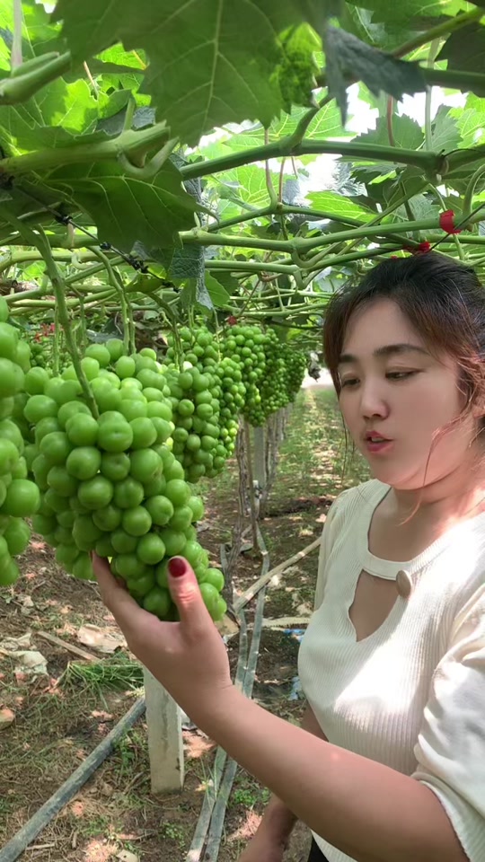 抖音种葡萄=抖音卖葡萄苗的的是好苗吗