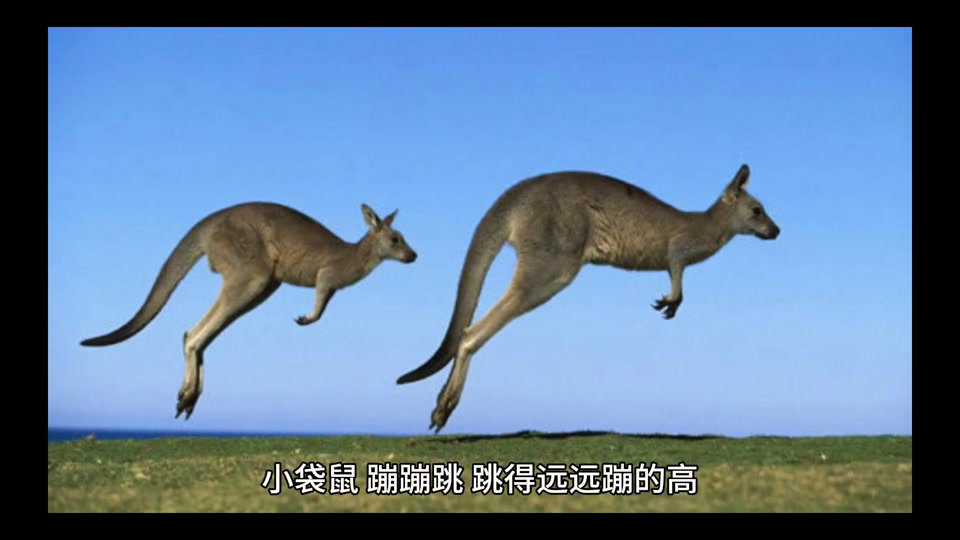 袋鼠会跳高