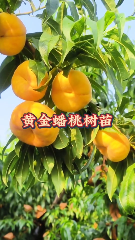 清金桃树延年益寿盆景