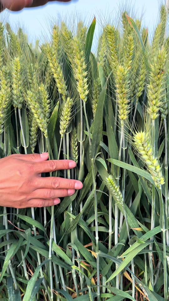 60公分矮杆特大穗小麦新品种 - 抖音
