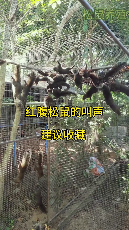 小松鼠叫声_小松鼠叫声怎么形容_小松鼠叫声的拟声词 - 抖音