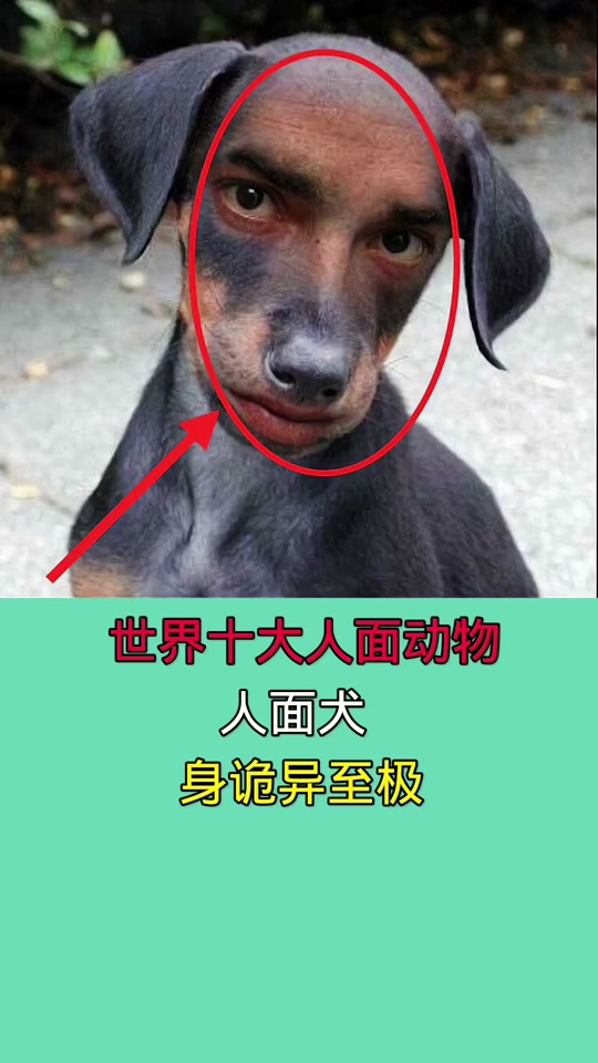 何为犬身的刷新?点位在哪 - 抖音