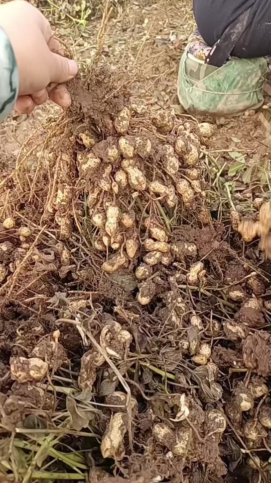 芸乐收花生三遍药大包装