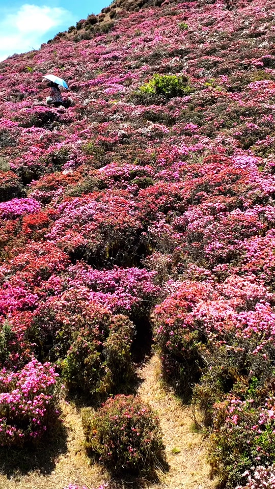 大黑山杜鹃花海5月12号还有吗 - 抖音