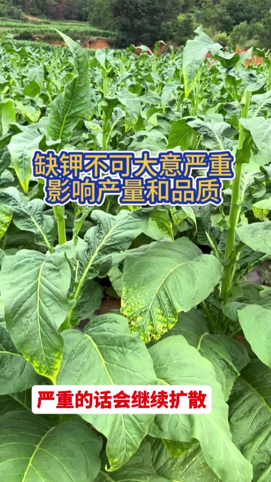 烤烟缺锌的症状
