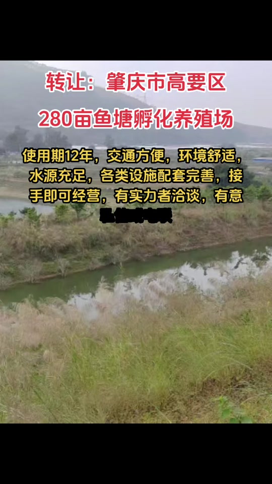 乡村·田园:肇庆高要280亩鱼塘孵化场转让,交通方便,全场已铁皮围蔽