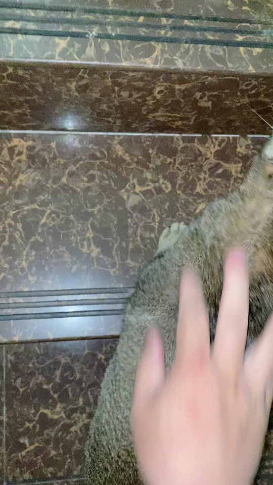 外国人抱狸花猫