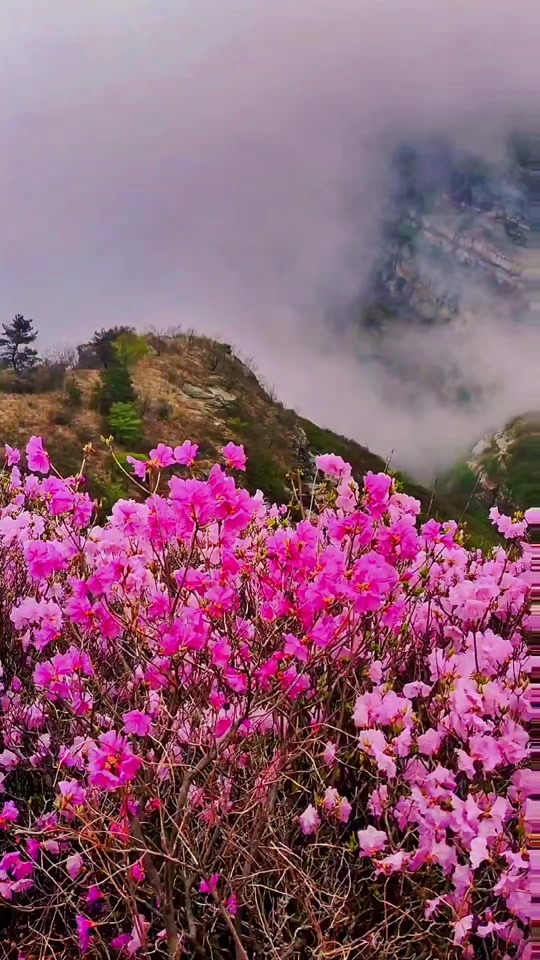 大黑山杜鹃花海5月12号还有吗 - 抖音