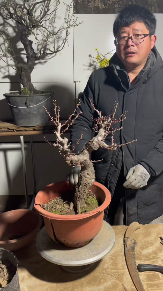 梅花盆景老桩精品