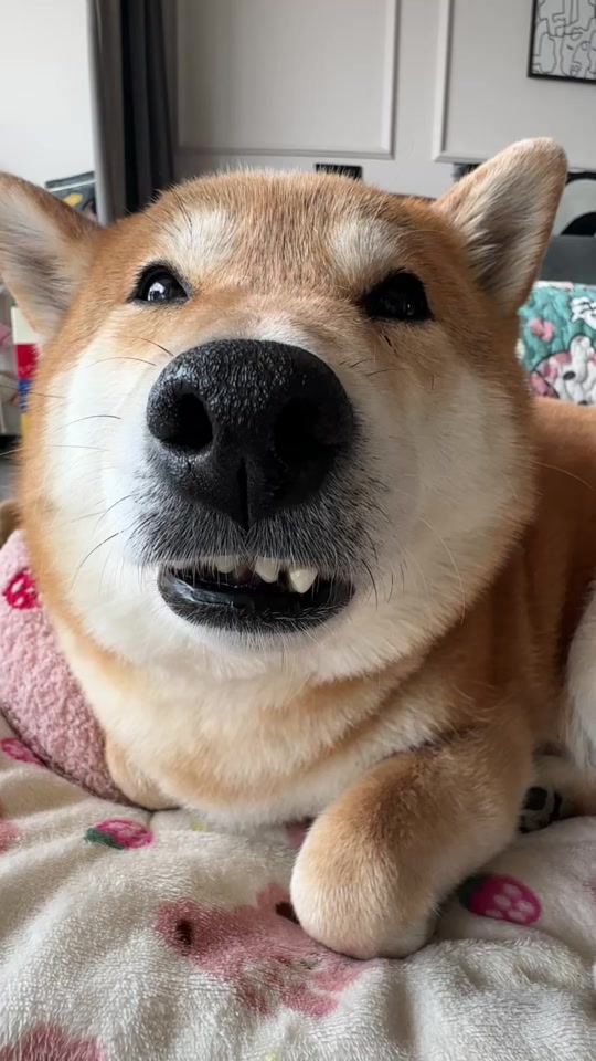 小黑柴表情包gif