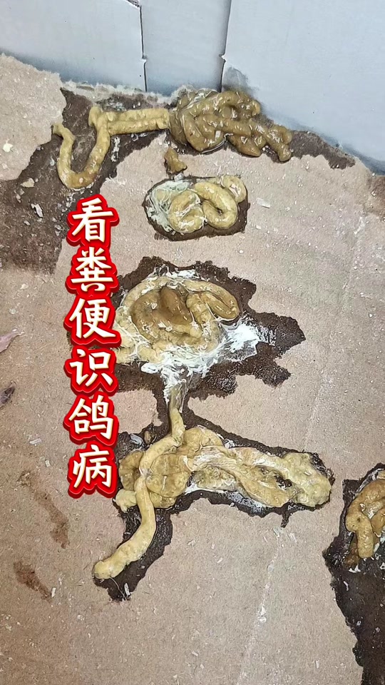 鸽子便识病
